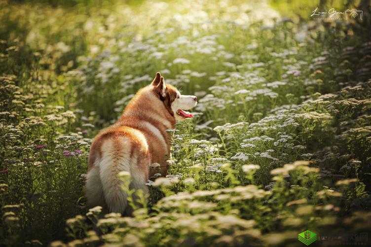 日本 MINDUP 狗与普通版对比之差异
