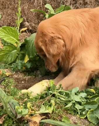 在野外，用小雨伞拔萝卜好吗？