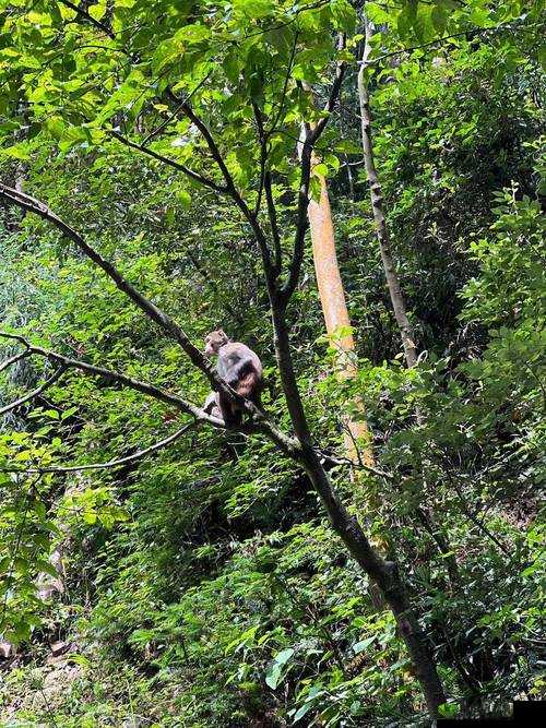 《天天酷跑》EXP获取秘籍及作用详解攻略手册:从新手到高手,全方位指南助你飞速成长