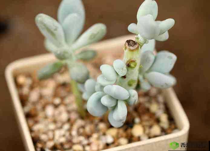 幸福家庭：许还河乐敬衣的温馨故事