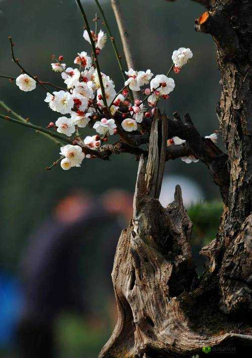 金花瓶楷梅花 2:独特的艺术魅力展现