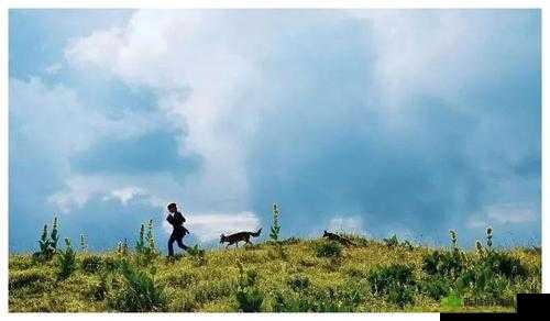 日本电影三叶草的春天：触动心灵的唯美之旅