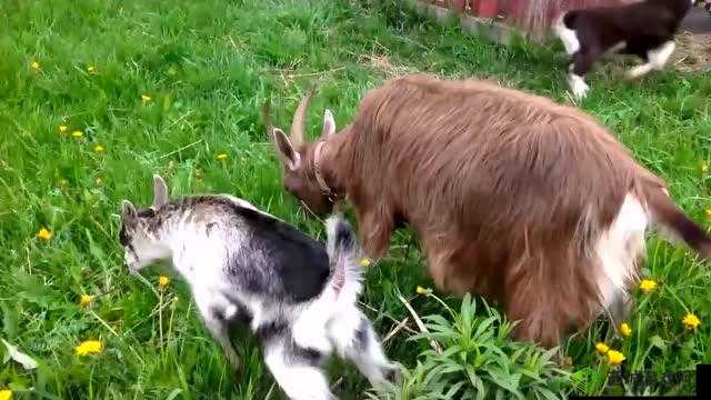 欢脱羊羊模拟冒险：山羊的游戏神经快乐泛滥纪