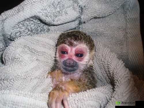 生猴子全过程不盖被子软件：揭秘奇妙之旅