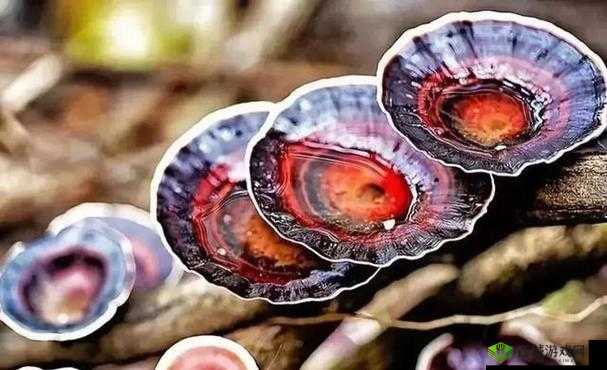 判断：有一根又黑又硬的蘑菇头：真相揭秘