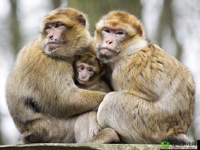 爱情的模样:两只猴子紧紧相拥