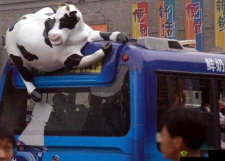 公交车奶牛:城市中的独特风景线