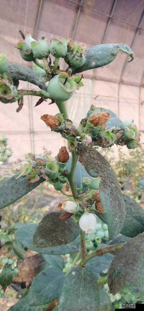 蓝莓污污污:可爱又迷人的存在