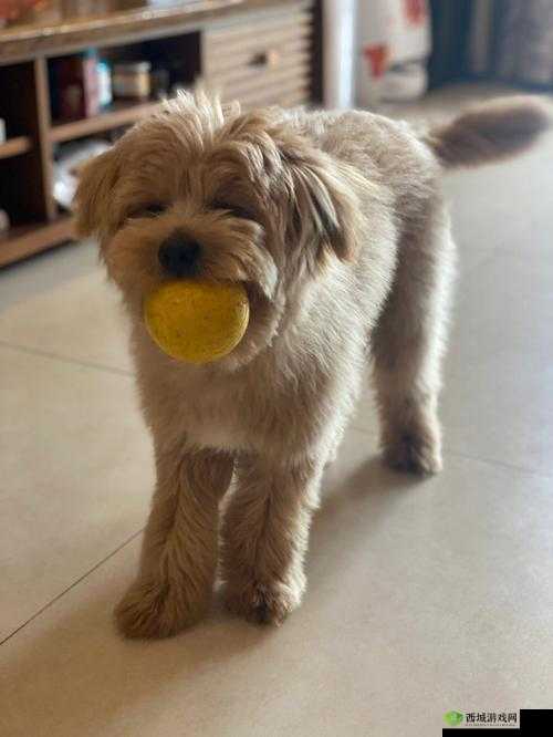 bgmbgmbgm 毛多多视频 1：精彩内容不容错过