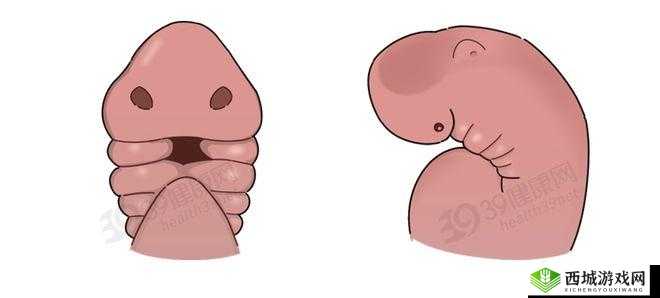 蛋蛋立了长什么样：探索蛋蛋的奥秘