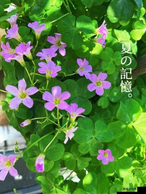 gx3823 三叶草:独特的魅力存在