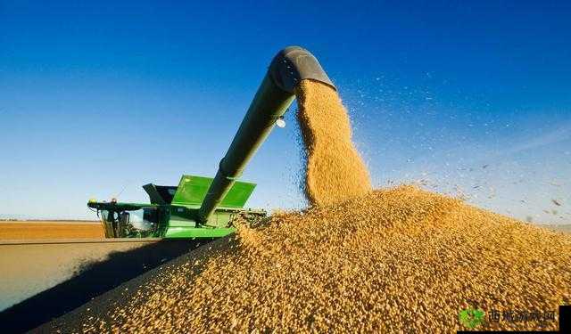 大豆行情网免费 v：实时行情分析，助你掌握投资先机