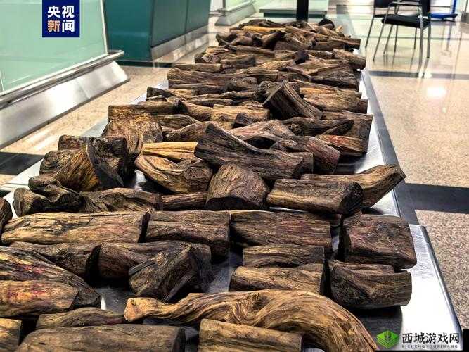 沉香的一线产区：探秘珍贵香木的起源地