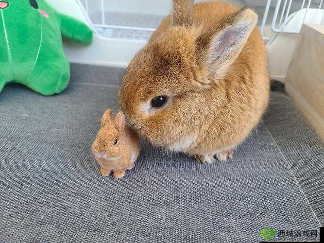 为什么男生喜欢吃女生小兔兔:探秘男性性偏好之谜