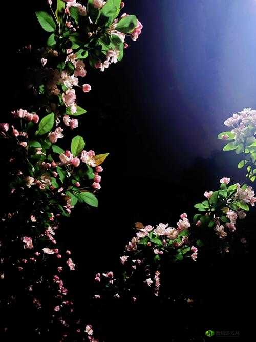 海棠怎么突然进不去了?原因何在