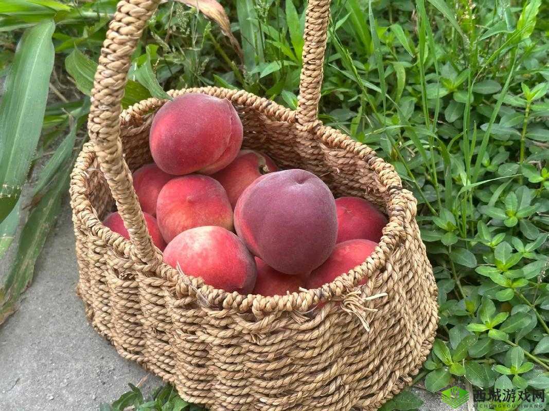 无人一区二区区别红桃:其差异