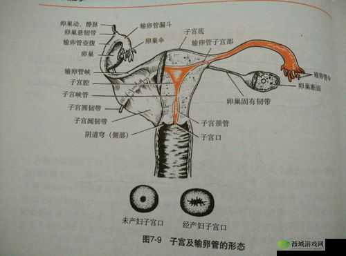给一个姑娘开了包是看什么- 女性身体构造