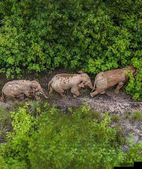 DX77 大象回家：踏上温馨归途