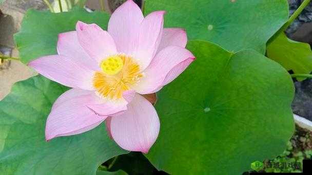 女性半夜莲花开放的治疗:探寻其奥秘