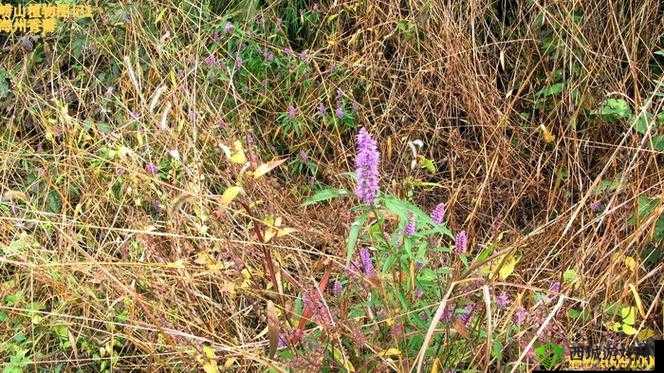 铜铜铜铜铜铜铜铜青青草：无法抵挡的诱惑