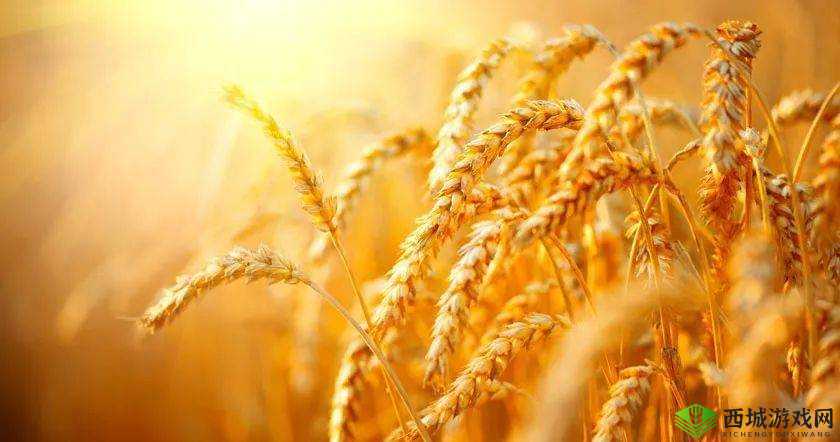 韩国朋友家的麦子:丰收的喜悦与希望