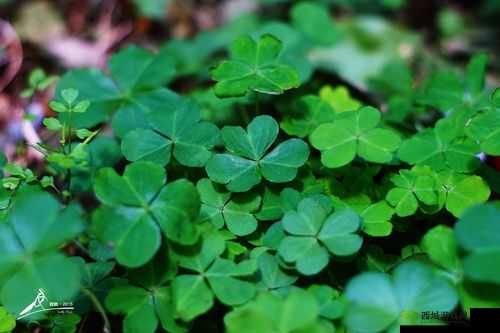 三叶草的春天：美好与希望的故事