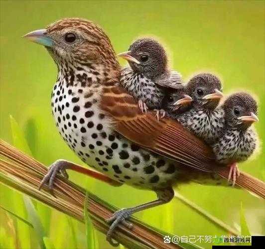 人与兽 videa 奥美片：超越物种的情感碰撞