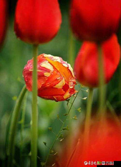 娇小性 xxx 滴花：绽放的绚烂姿态