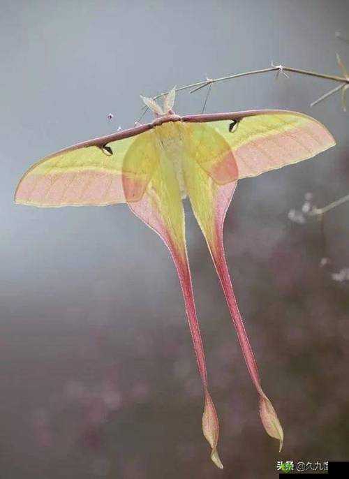 稀少罕见:女生稀有的蝴蝶比的独特特征