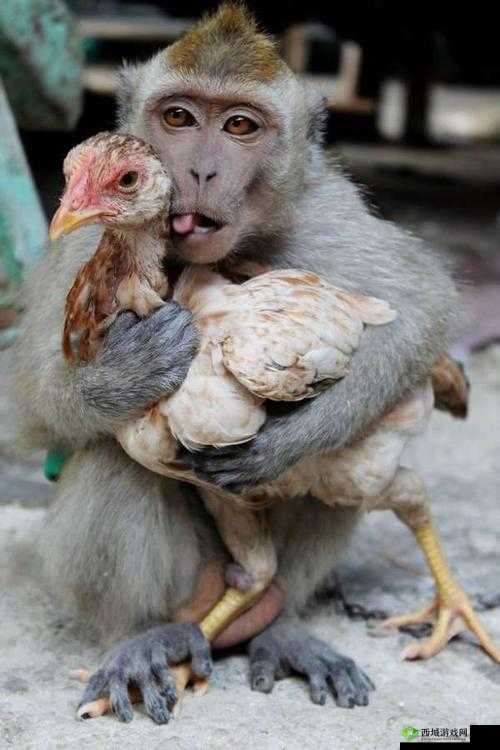 爱情的模样:俩猴子紧紧相拥