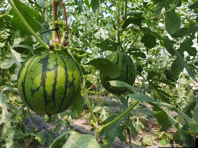 51 今日大瓜-热门大瓜引发众人围观