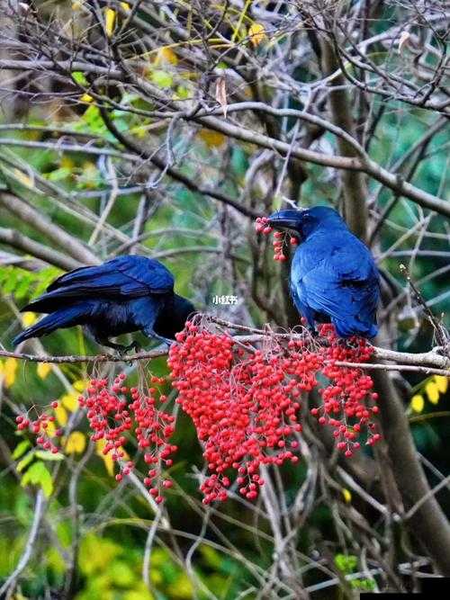 深度按摩鸦鸦吃肉不吃是素笔：极致享受的私密体验
