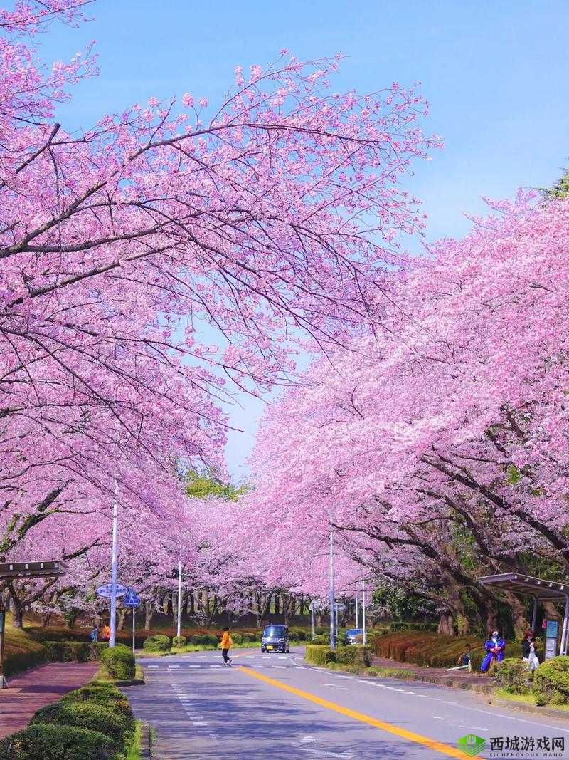 我们换个地方做樱花是什么歌：背后的故事