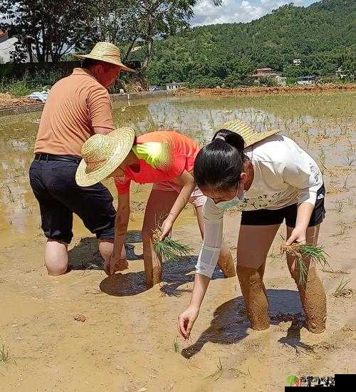 插秧七十二招式图片：农耕技艺的精彩呈现