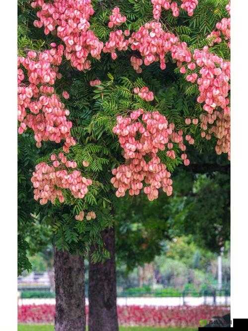 林太太府中逢甘雨:一段奇妙的经历
