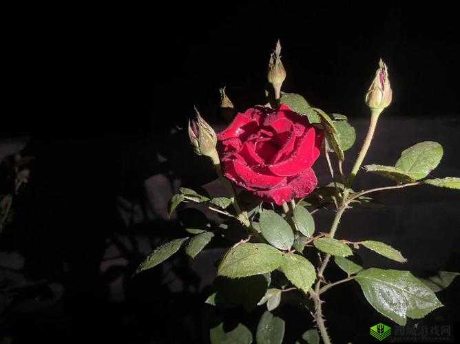 夜色玫瑰比无人区玫瑰贵多少之探究