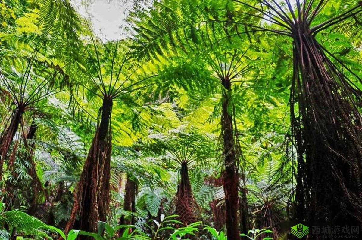 国产无人区码一码二码三码区别：探究其差异