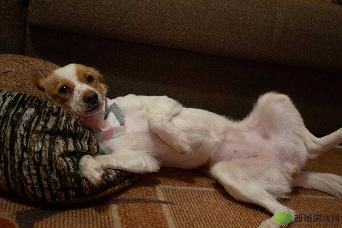 狗狗的东西又硬又长怎么办：寻求解决方案