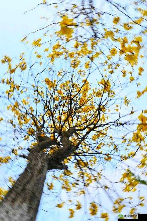 在睡前 c1v1：温馨时刻的心灵交流