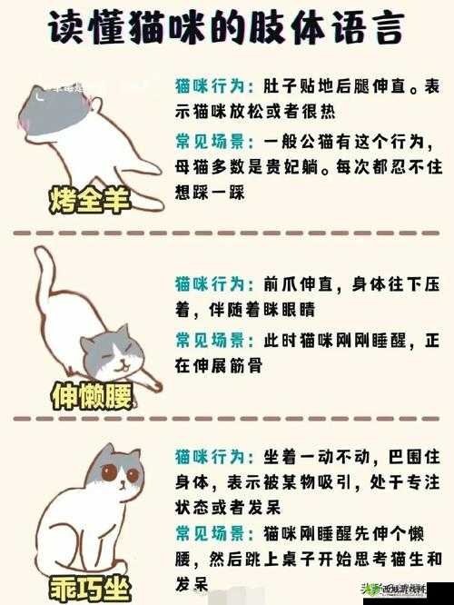 我真的会谢梗介绍：深度解析这句网络流行语的背后含义与起源