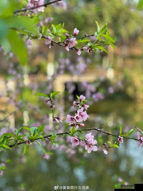 樱花草在线播放免费手机版：带你领略春天的气息