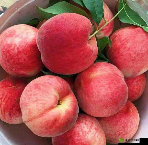 GTCARD2 水蜜桃：香甜多汁的美味水果