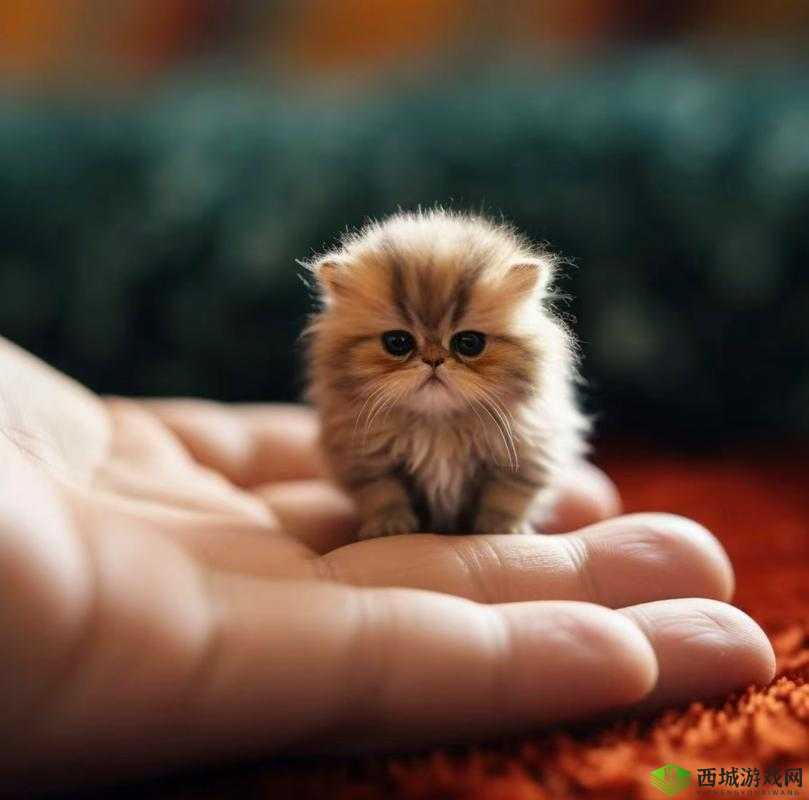 猫咪 mv 最新网名:萌喵世界大揭秘