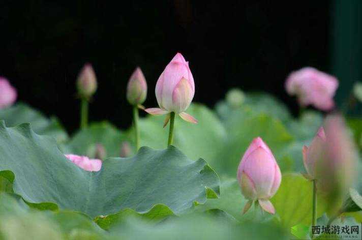 倒插莲花：一种特殊的服务