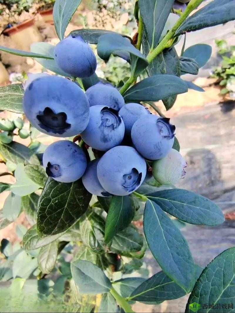 女生啊你 tm 别了蓝莓：别再这样啦