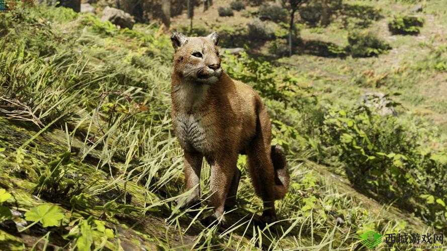 荒野大镖客2动物大全图鉴：全面解析游戏中所有动物的属性数据与特点介绍