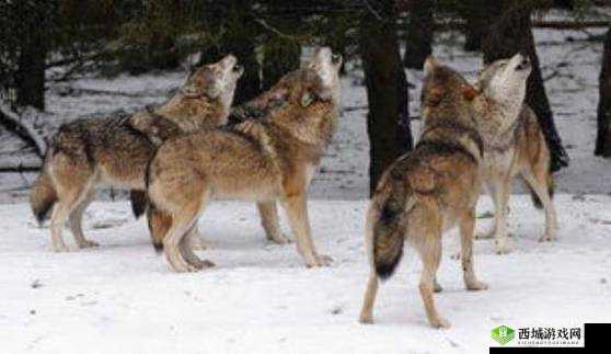 老狼在无人区的表现：迷路、脱水、被狼群围攻