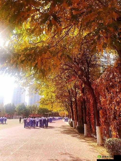 朝阳初升校园 11h:青春的美好时光