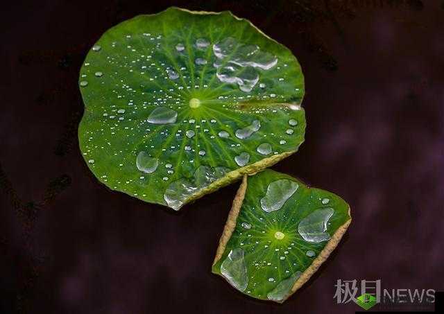 老人船上弄雨荷和普通版对比:差异分析