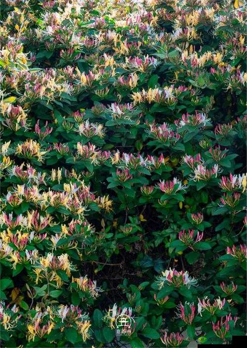 小尾巴 txt 金银花原文:美丽的绽放